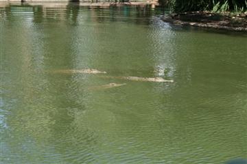 Krokodillen in het dierenpark Crocodylus te Darwin.